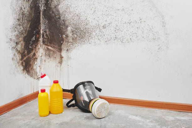Best Attic Mold Removal  in Lorena, TX