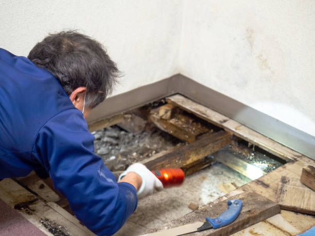 Best Mold Damage Repair  in Lorena, TX