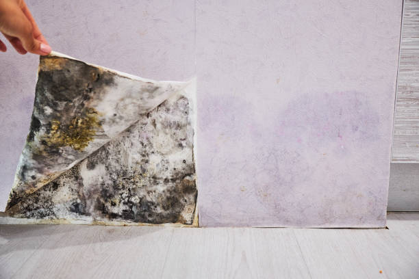 Best Residential Mold Removal  in Lorena, TX